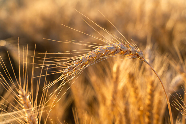 Пшеничное поле. Уши золотой пшеницы. Ландшафт Заката. Фон спелых ушей. Спелые хлопья. закрыть - Фото, изображение