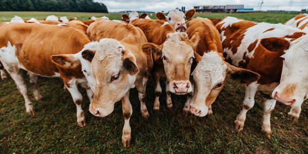 primer plano de ganado marrón y blanco en un prado - Foto, imagen