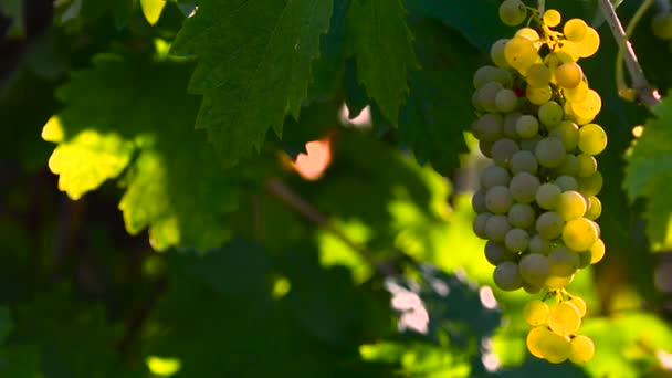 Ramo maduro de uva blanca en el viñedo se mueven en el viento al atardecer en la región de Chianti. Toscana, Italia. 4K UHD de vídeo. - Metraje, vídeo