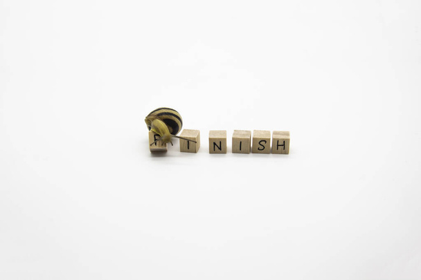 Striped land snail with small wooden cubes with letters isolated on the white background. A word FINISH with grove snail. - Photo, Image