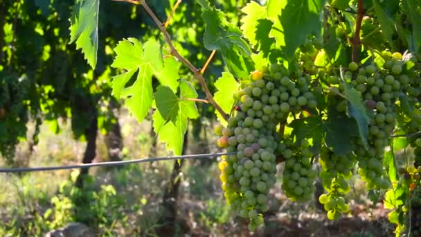 Hermoso racimo de uvas blancas jóvenes en un viñedo verde en la región de Chianti de la Toscana en el campo cerca de Florencia. Temporada de verano. Italia. - Metraje, vídeo