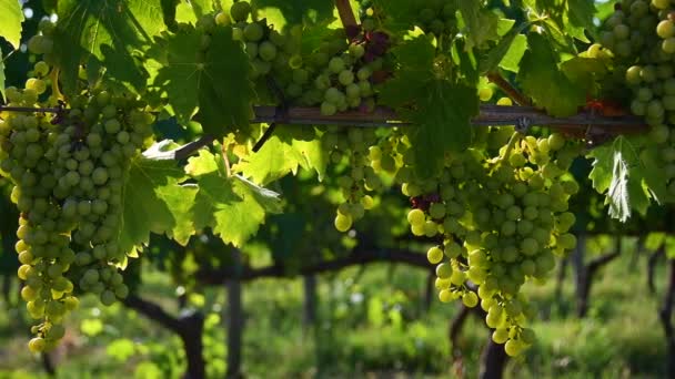 Beautiful bunch of young white grapes in a green vineyard in the Chianti region of Tuscany in the countryside near Florence. Summer season. Italy. - Footage, Video