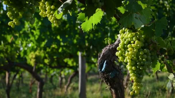 Букет молодого белого винограда на зеленом винограднике в области Кьянти в Тоскане в сельской местности недалеко от Флоренции. Летний сезон. Италия. - Кадры, видео