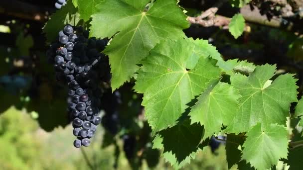 racimo maduro de uva roja en el viñedo verde se mueven en el viento en la región de Chianti cerca de Florencia. Toscana, Italia - Imágenes, Vídeo