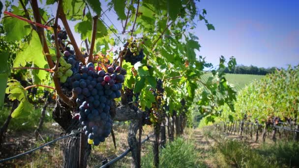 Букет красного винограда на винограднике в летний сезон в регионе Кьянти. Тоскана. 4K UHD видео. - Кадры, видео