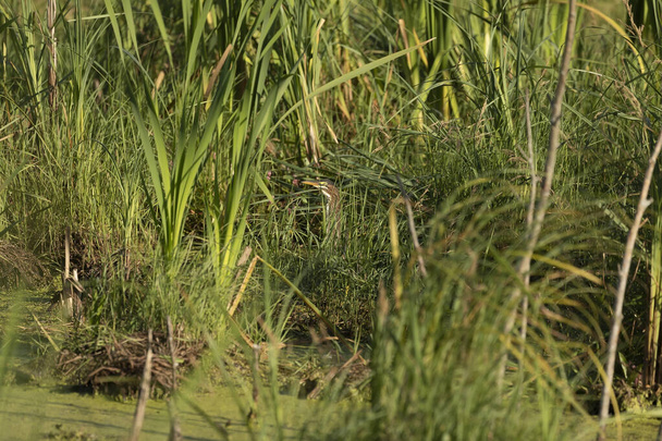 A zöld gém, fiatal madár, ül a mocsárban - Fotó, kép