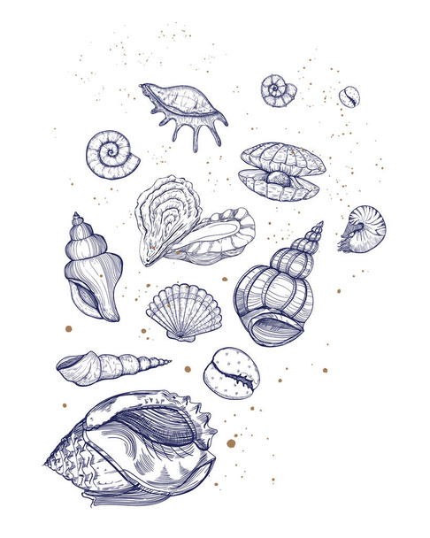 Набор векторов ракушек. Морская печать жизни. Морской дизайн с различными моллюсками, морскими раковинами различных форм.  - Вектор,изображение