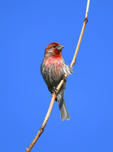 red house finch standing on twig against blue sky - Photo, Image