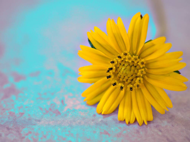 Крупним планом жовта ромашка (Sphagneticola triobata) квітка з світло-блакитним яскравим фоном, макрозображення, солодкий колір, вінтажний стиль для дизайну карт
 - Фото, зображення