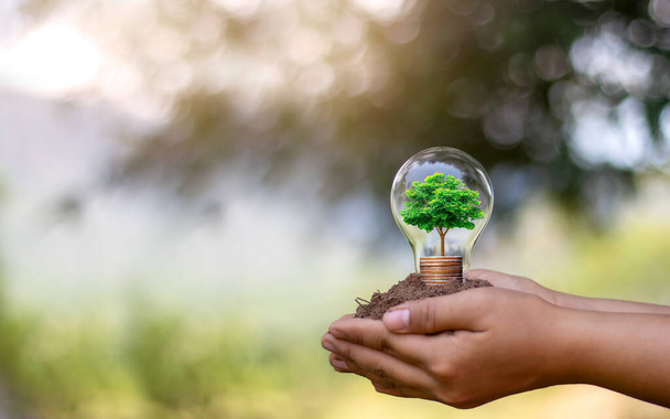 La main d'une jeune femme tenant une lampe à économie d'énergie, y compris un petit arbre poussant dans une lampe à économie d'énergie et passant aux énergies renouvelables. - Photo, image