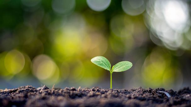 El arbolito está creciendo a partir de suelo fértil, incluyendo la evolución del crecimiento de las plantas y la suave luz del sol en la mañana. El concepto de ecología y agricultura. - Foto, Imagen