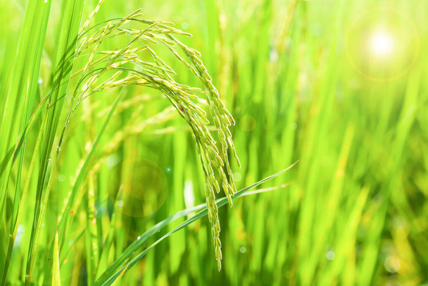 Органические уши рисового поля с утренней росой летом, свежие колоски жасминового риса на органическом поле. - Фото, изображение