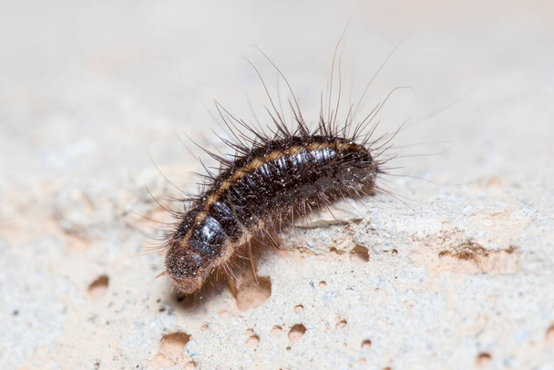 Anthrenus verbasci larvae walks on a concrete floor under the sun. High quality photo - Photo, Image