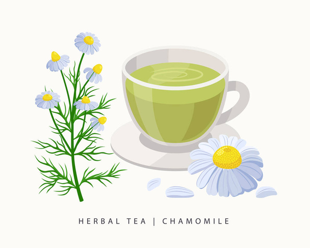 Chamomile herbal tea isolated on white background. Camomile Flowering Plant vector botanical illustration. - Vector, Image