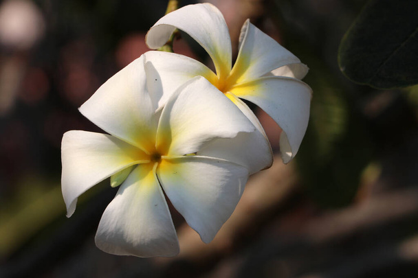 Cor branca e amarela de flores de frangipani e fundo verde. Plumeria cultivada como plantas ornamentais cosmopolitas em regiões quentes
. - Foto, Imagem