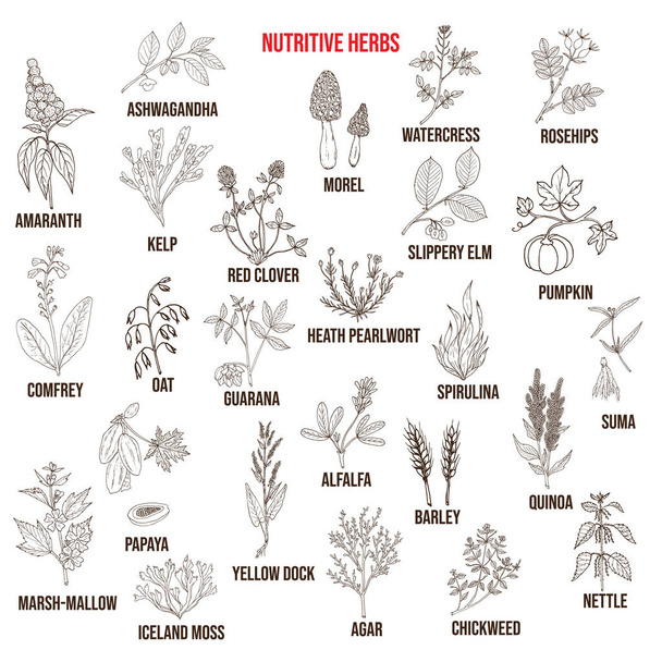 Best nutritive herbs set - Vector, Imagen