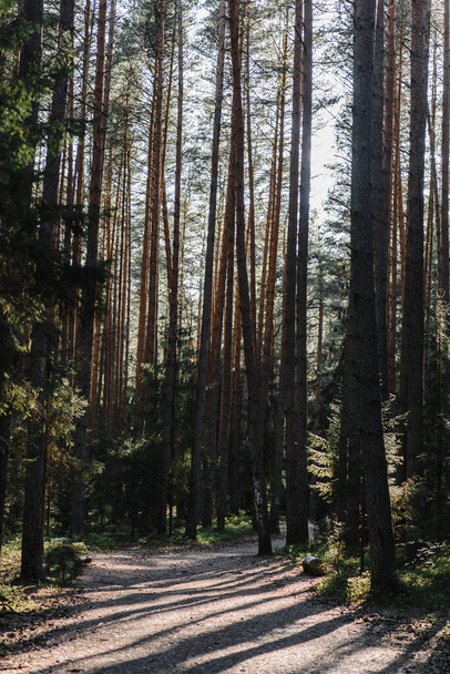 borovice borovicový les borovice a smrk slunce paprsky a světlo pronikají do větví a listoví - Fotografie, Obrázek