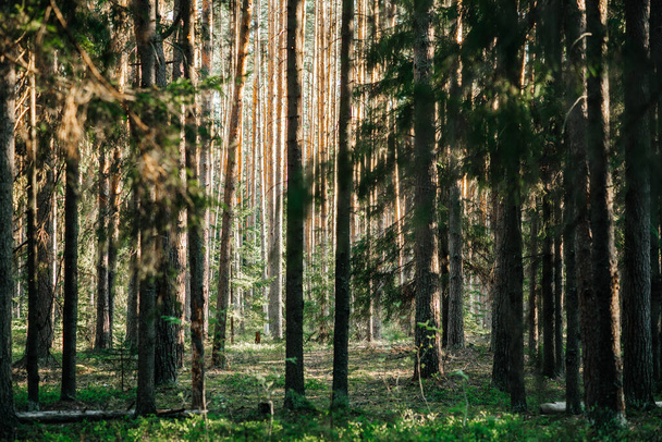 сосновый лес сосна и ель солнца лучи и свет проникают в ветви и листья - Фото, изображение