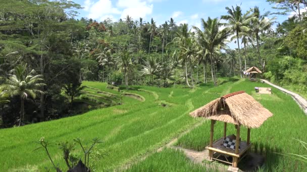Rice Terrace, Tegallalang, Bali, Indonesia - Metraje, vídeo