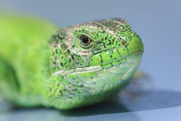 Head of a nimble green lizard (Lacerta viridis, Lacerta agilis) close seup - Фото, изображение