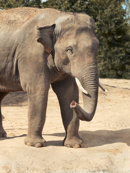 Egy ázsiai elefánt közelsége az állatkertben. - Fotó, kép