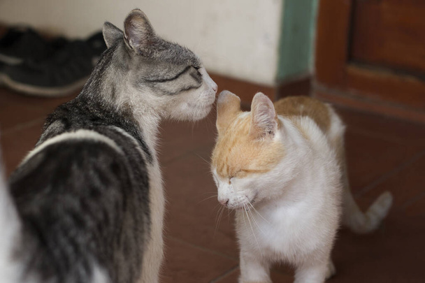 Due gatti che si annusano a vicenda - Foto, immagini
