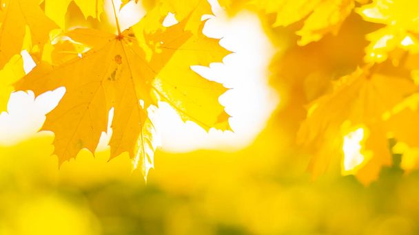 Autumn background. Tree branch with maple leaves on a blurred background. Autumn design background with yellow leaves. Copy space. Soft focus - Photo, Image