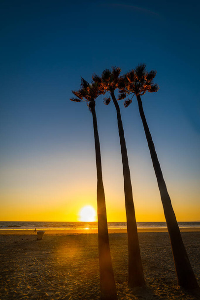 Drie palmen in Newport Beach bij zonsondergang. Orange County, Zuid-Californië - Foto, afbeelding