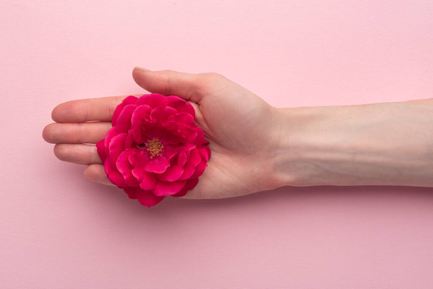 Red flower in female hand on pink background. Care for hands. Menstruation concept. - 写真・画像