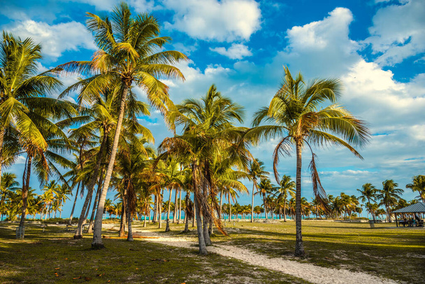 Palmeiras de coco no Crandon Park ao pôr-do-sol. Key Biscayne, sul da Flórida
 - Foto, Imagem