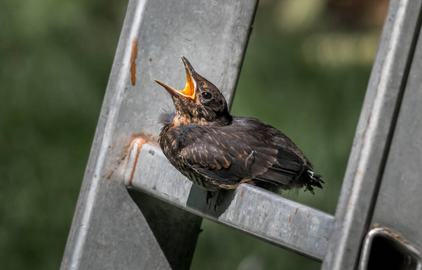 Jonge Euraziatische Blickbird jong zit op de ladder en wacht om te worden gevoed met brede open snavel - Foto, afbeelding