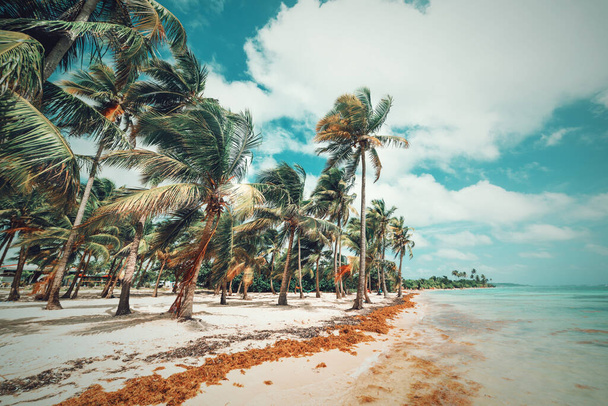 Palmy u vody na pláži Bois Jolan na Guadeloupe, francouzské západní Indie. Menší Antily, Karibské moře - Fotografie, Obrázek