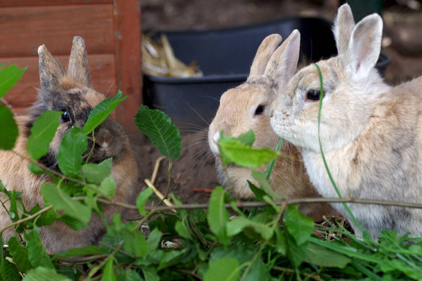 tres conejos comen las hojas frescas de un haya - Foto, Imagen
