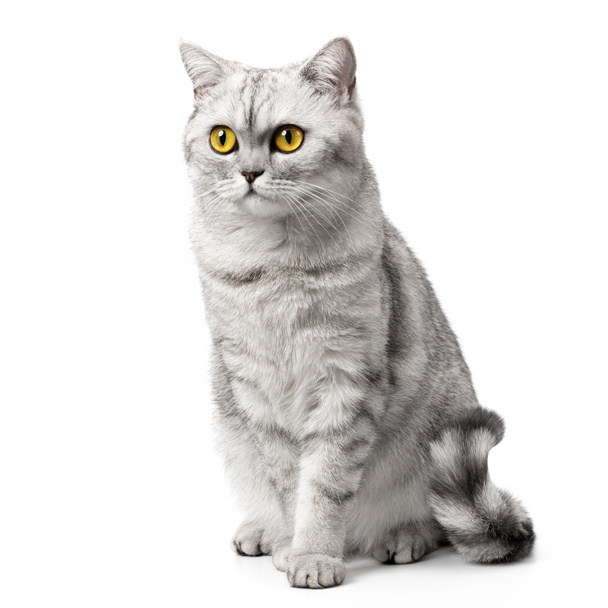 British Shorthair gato sentado vista frontal, mirando a la cámara con ojos anaranjados, aislado sobre fondo blanco. - Foto, imagen