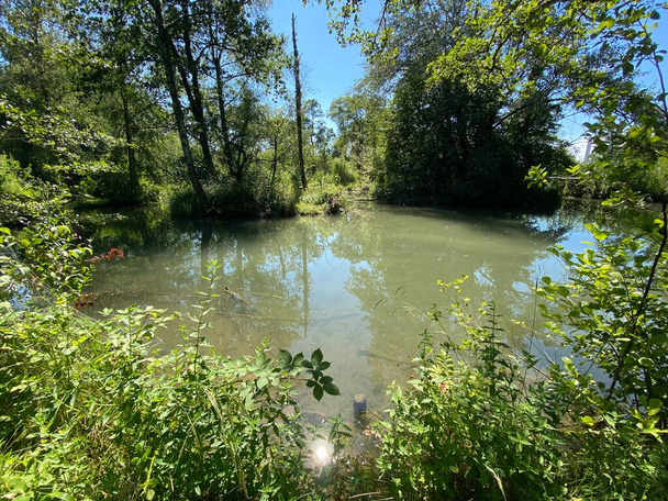 小さな湖やグラット川沿いの池に沿って木と夏の風景-チューリッヒ、スイス(スイス)) - 写真・画像