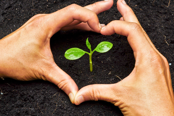 twee handen die een hart vormen rond een jonge, groene plant - planten van boom - Foto, afbeelding