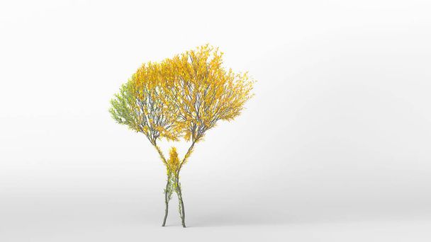 Growing Tree in a shape of Human. Eco Concept. 3D rendering. - Foto, Imagen