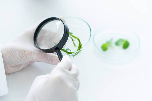 Naukowiec w rękawiczkach robi eksperymenty na roślinach, by stworzyć nowy lek i pielęgnację skóry w laboratorium biotechnologicznym. koncepcja nauki i rozwoju - Zdjęcie, obraz