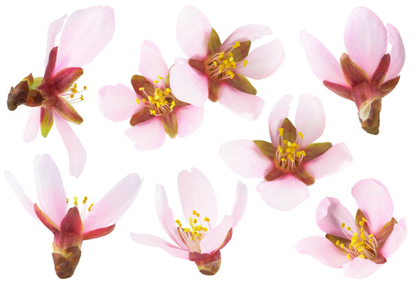 Geïsoleerde amandelbloemen. Verzameling van roze amandelboom bloesems van verschillende vormen geïsoleerd op witte achtergrond - Foto, afbeelding