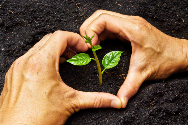 Dos manos formando una forma de corazón alrededor de una planta verde joven - plantación de árboles
 - Foto, Imagen