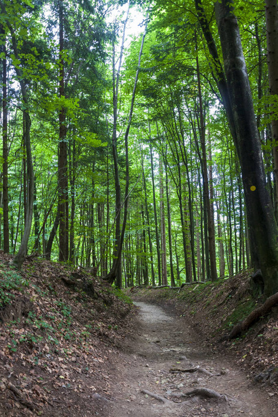 walking path in a dark forest on the mountain - Foto, Imagen