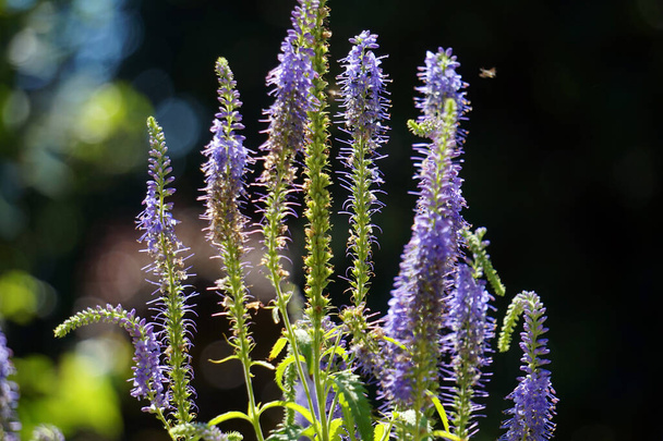 Γαλάζια, βιολετί άνθη - Φωτογραφία, εικόνα