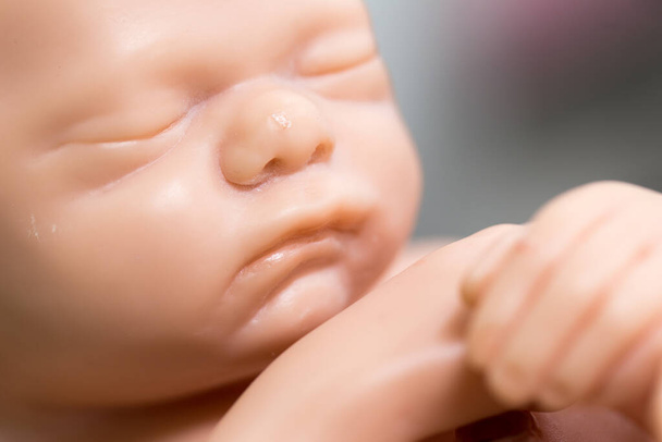 Embryo model, fetus for classroom education. - Foto, afbeelding