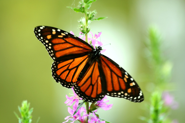 Кормящая бабочка-монарх
 - Фото, изображение