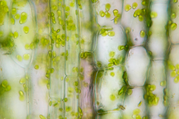Δομή κυττάρων Hydrilla, όψη της επιφάνειας των φύλλων που δείχνει φυτικά κύτταρα κάτω από το μικροσκόπιο για εκπαίδευση στην τάξη. - Φωτογραφία, εικόνα