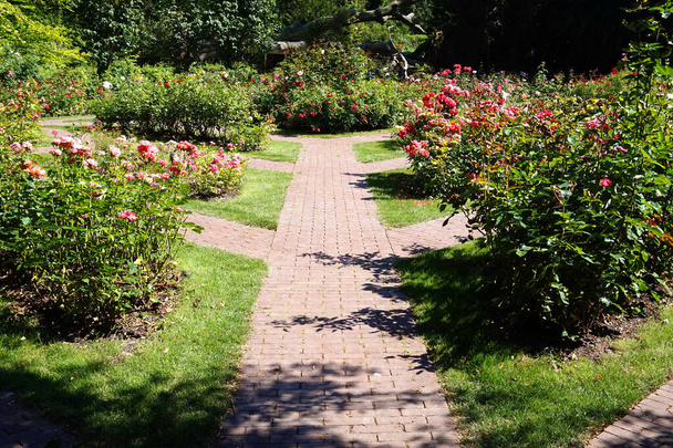 Path in garden, roses flowers - Photo, Image