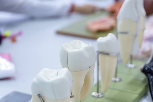 Sınıf eğitimi ve laboratuvar için diş modeli. - Fotoğraf, Görsel