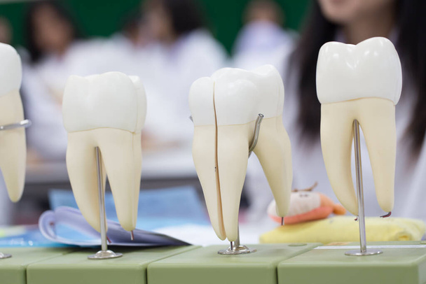 教室教育と研究室の歯モデル. - 写真・画像