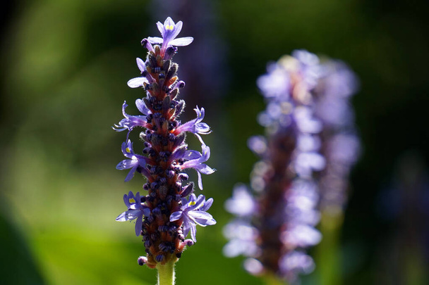Blauwe, violette salvia bloemen - Foto, afbeelding