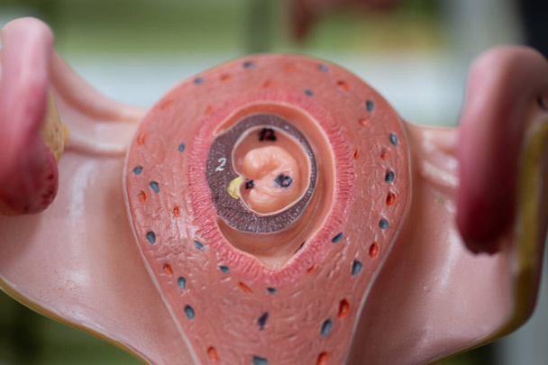 Modelo embrionario, feto para la educación en el aula. - Foto, imagen